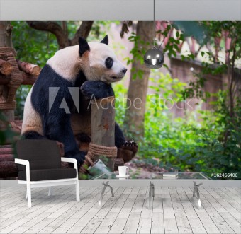 Picture of Giant panda sitting on wood and looking far ahead